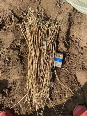 赤峰黃芪種植基地聯(lián)系電話號碼-第1張圖片