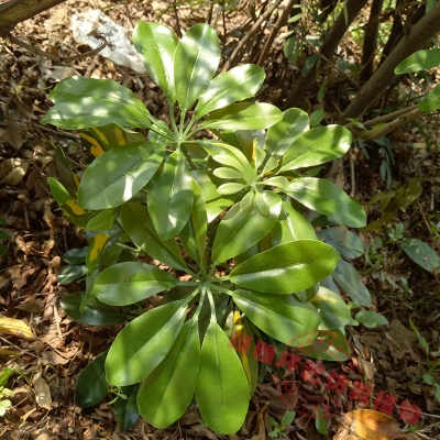 赤峰植物墻定做店電話地址查詢-第1張圖片