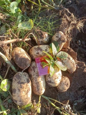 赤峰土豆農(nóng)場(chǎng)在哪里啊電話號(hào)碼-第1張圖片