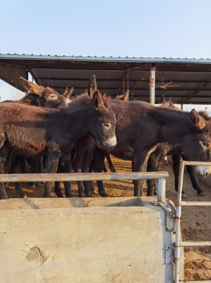 赤峰養(yǎng)驢托管電話地址查詢號(hào)碼-第1張圖片