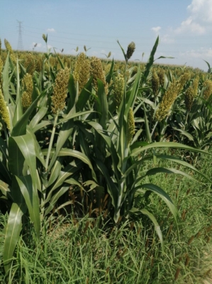 赤峰寧城農(nóng)資電話號碼查詢是多少-第1張圖片