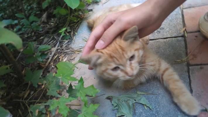 赤峰寵物免費領(lǐng)養(yǎng)地址電話號碼-第1張圖片