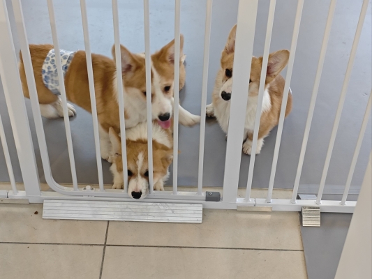 赤峰小呂寵物店電話地址查詢-第1張圖片