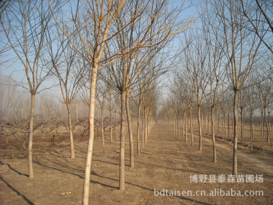 赤峰榆木桿子廠家電話號(hào)碼-第1張圖片