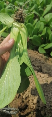 赤峰小白菜基地地址電話號碼-第1張圖片