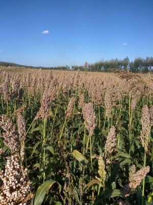 赤峰大小城子拼車(chē)電話(huà)號(hào)碼-第1張圖片