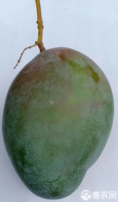 赤峰賣凱特芒果的地方電話號(hào)碼-第1張圖片