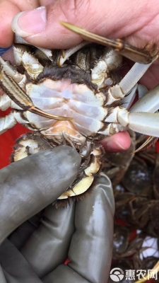 赤峰大閘蟹批發(fā)電話多少號-第1張圖片