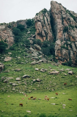 赤峰大偉飼料廠電話號碼-第1張圖片