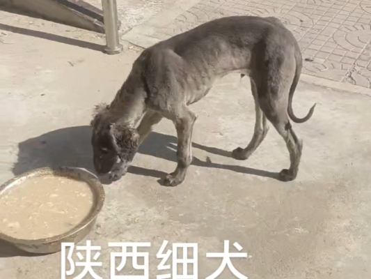 赤峰君峰狗肉店電話(huà)地址查詢(xún)-第1張圖片