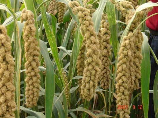 赤峰割谷子人工咨詢電話號碼-第1張圖片