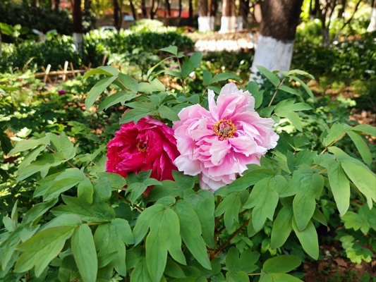 赤峰米語(yǔ)花香超市電話號(hào)碼-第1張圖片