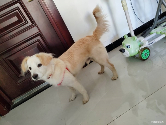 赤峰同城丟狗電話(huà)號(hào)碼查詢(xún)-第1張圖片