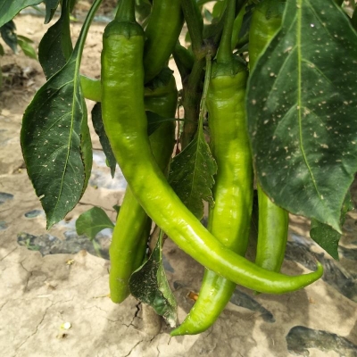 赤峰尖椒收購車間電話號碼-第1張圖片