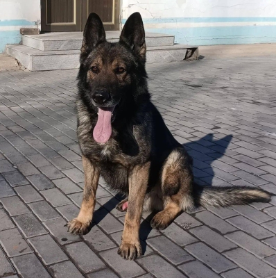 赤峰領養(yǎng)退役犬電話號碼查詢-第1張圖片