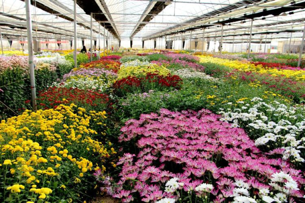 赤峰市鑫卉園藝電話號(hào)碼-第1張圖片