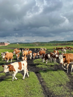 臨汾到赤峰旅游團(tuán)電話號(hào)碼-第1張圖片