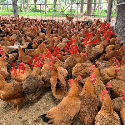 赤峰市批發(fā)小雞仔電話號碼-第1張圖片