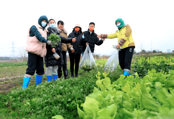 赤峰蔬菜代銷公司電話多少號-第1張圖片
