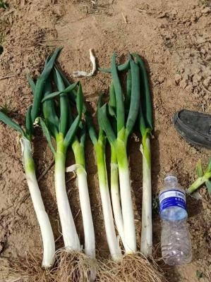 內蒙赤峰收購大蔥電話是多少號-第1張圖片