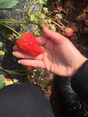 赤峰黑松露采摘園地址電話號碼-第1張圖片