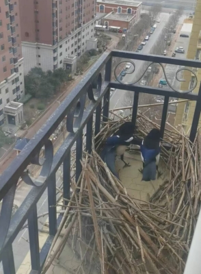 赤峰回收孕婦鳥窩電話地址查詢-第1張圖片