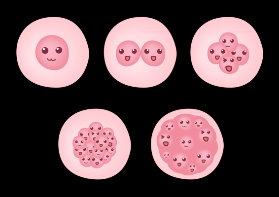 赤峰卵泡監(jiān)測中心電話號(hào)碼是多少-第1張圖片