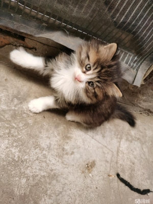 赤峰寵物貓咪領(lǐng)養(yǎng)電話地址查詢-第1張圖片