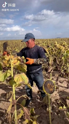 赤峰種植葵花團(tuán)隊電話號碼查詢-第1張圖片