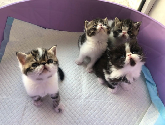 赤峰出售貓崽電話地址在哪里-第1張圖片