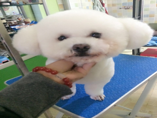 赤峰私家愛寵店地址電話號碼-第1張圖片