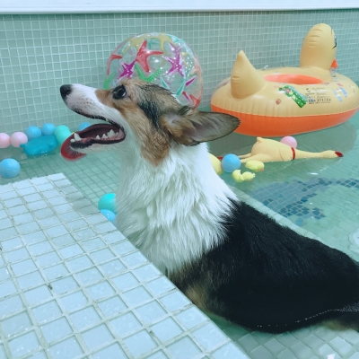 赤峰市寵物采訪中心電話號(hào)碼-第1張圖片