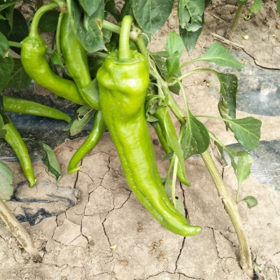 赤峰辣椒苗場(chǎng)電話號(hào)碼查詢-第1張圖片