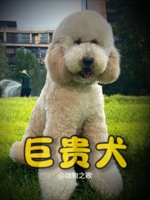 赤峰巨貴犬造型店電話號碼-第1張圖片