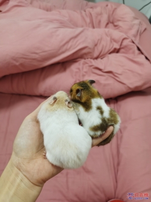 赤峰金絲熊領養(yǎng)地址電話號碼-第1張圖片