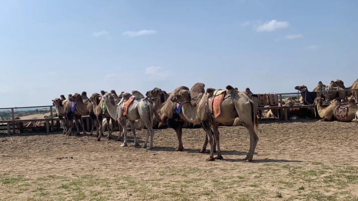 赤峰奧亞飼料部電話地址查詢-第1張圖片