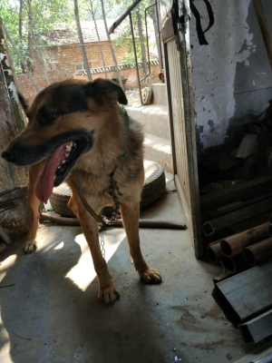 赤峰賣狗狗的電話號碼是多少-第1張圖片