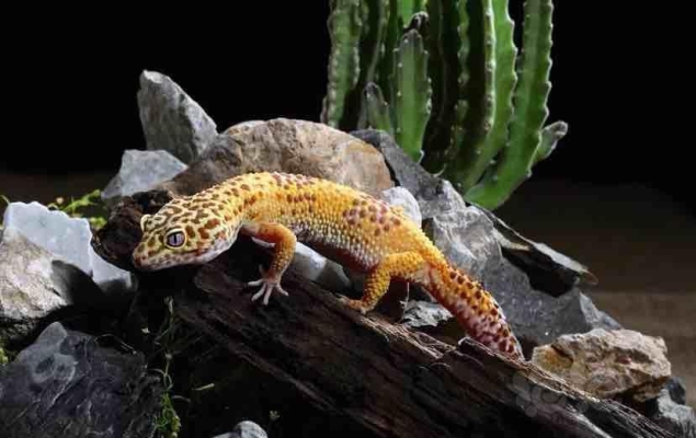 赤峰爬蟲市場地址電話查詢號碼-第1張圖片