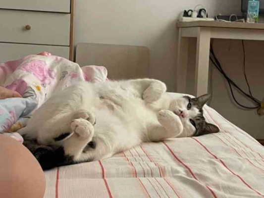 赤峰寵物針灸店電話號(hào)碼多少-第1張圖片