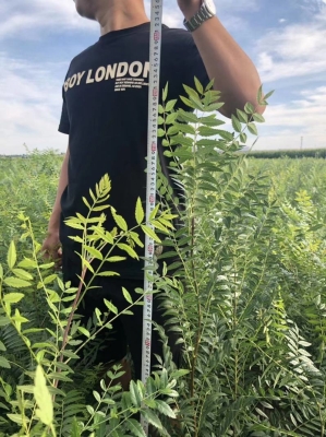 赤峰出售秧苗信息電話號碼查詢-第1張圖片