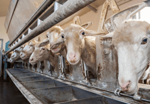 赤峰喂牛飼料電話號(hào)碼查詢-第1張圖片