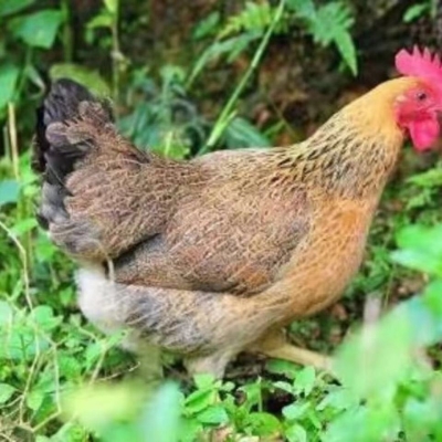 赤峰賣活小雞電話號碼多少-第1張圖片