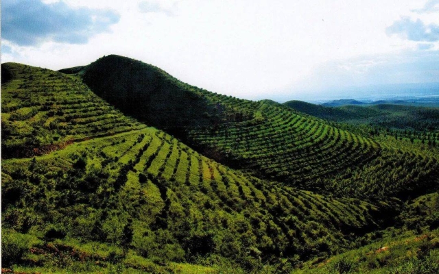 赤峰綠植酒店電話號(hào)碼多少-第1張圖片