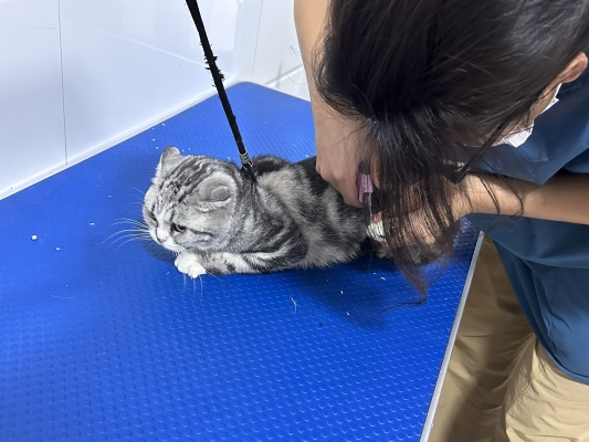 赤峰嘻哈寵物醫(yī)院電話號(hào)碼-第1張圖片