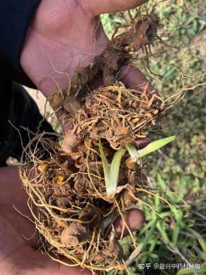 赤峰藥材種植與收購(gòu)電話-第1張圖片