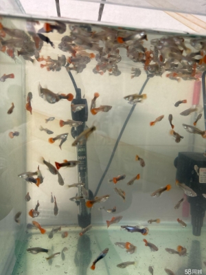 赤峰花鳥市場電話號碼多少-第1張圖片