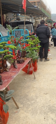 赤峰賣(mài)盆栽花的地方電話(huà)號(hào)碼-第1張圖片