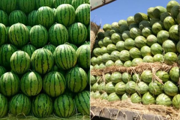 內(nèi)蒙赤峰屠宰廠電話多少號-第1張圖片