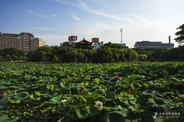 赤峰荷塘盛宴訂餐電話-第1張圖片