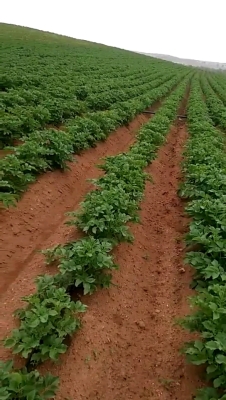 赤峰土豆銷售網(wǎng)點電話地址查詢-第1張圖片